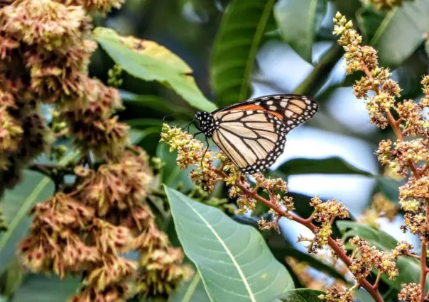 Mariposa Monarca en Coahuila: Los peligros en la ruta que la amenazan