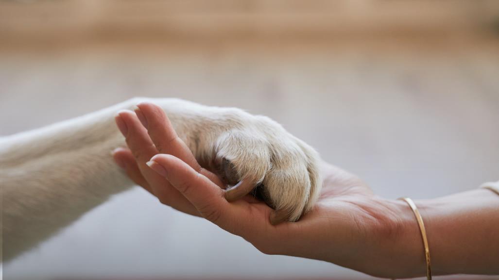 Lanzan Brigada de Salud para Mascotas en Acuña con Servicios Gratuitos