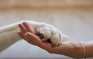 Lanzan Brigada de Salud para Mascotas en Acuña con Servicios Gratuitos