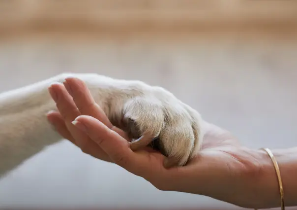 Lanzan Brigada de Salud para Mascotas en Acuña con Servicios Gratuitos