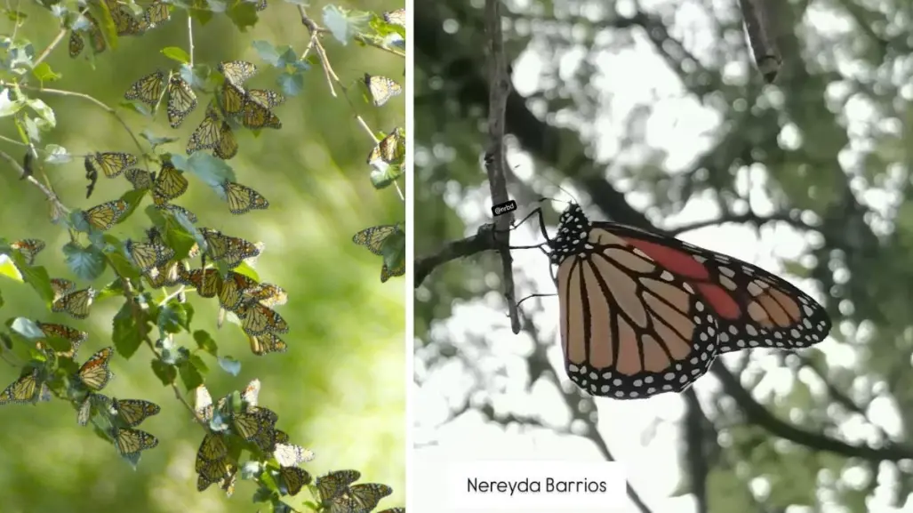 Mariposas monarca llegan a Coahuila: primeros avistamientos en México