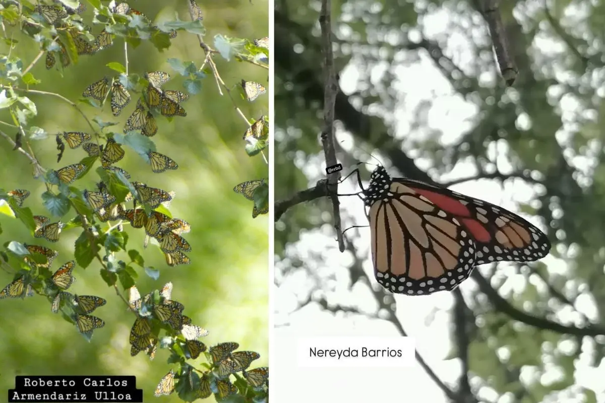 Mariposas Monarca en Acuña. Foto de Correo Real.