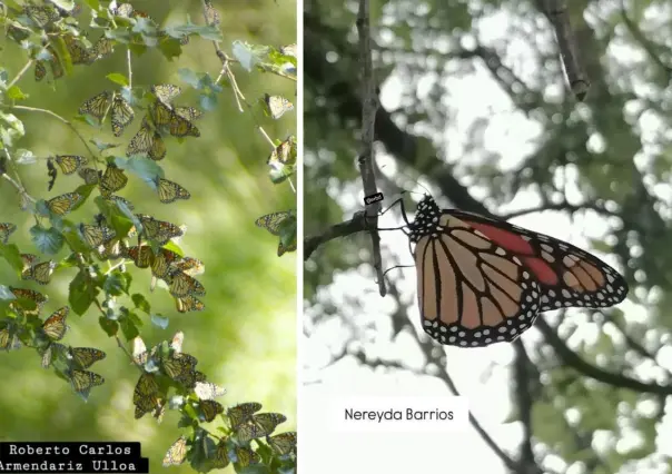 Mariposas monarca llegan a Coahuila: primeros avistamientos en México