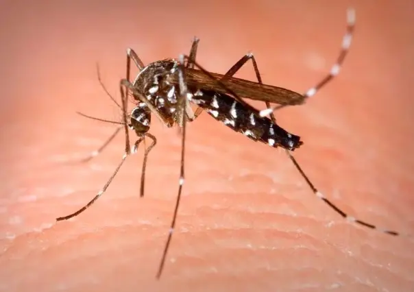 Casos de dengue podrían ir a la baja a partir de octubre