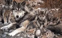 Día Mundial de los Animales: Estas especies peligran en Edomex