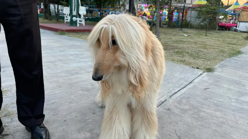 Bendicen a mascotas en la Parroquia San Francisco de Asís en Monterrey