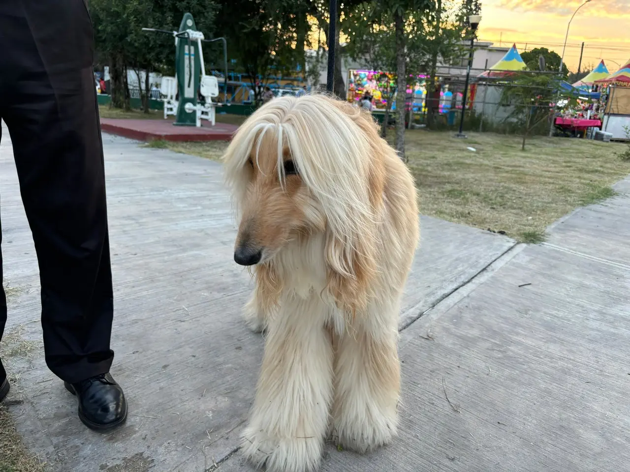 Perrito recibe bendición en la Parroquia San Francisco de Asís. Foto: Diego Beltrán