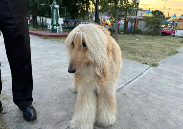 Bendicen a mascotas en la Parroquia San Francisco de Asís en Monterrey