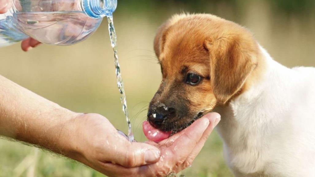 Cómo celebrar el Día Internacional de los Animales