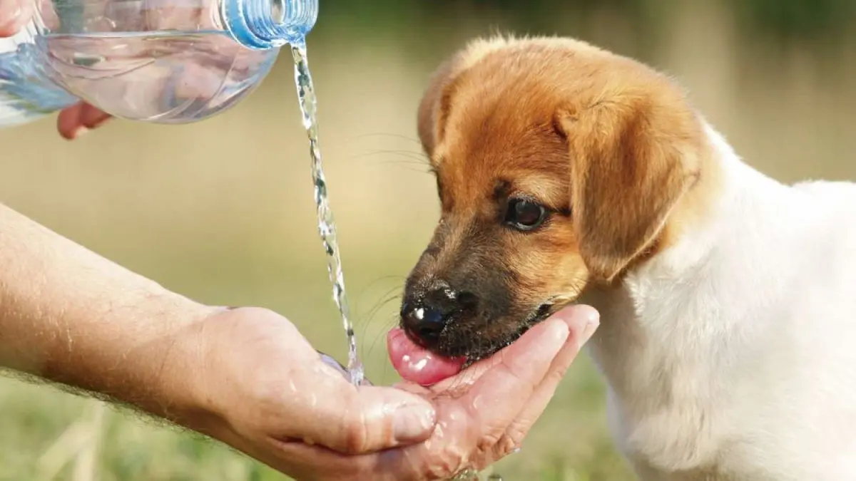 Este 4 de octubre se celebra el Día Internacional de los Animales y es un buen momento para recordar la importancia de estos seres vivos.- Foto ilustrativa