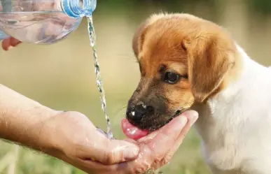 Cómo celebrar el Día Internacional de los Animales