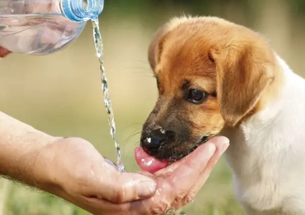 Cómo celebrar el Día Internacional de los Animales