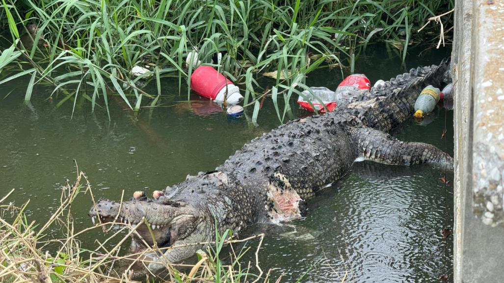 Aparece cocodrilo putrefacto en canal de Ciudad Madero