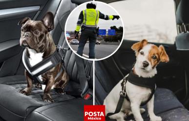 ¡Cuidado! Te puede costar caro si llevas a tu perro en el auto de esta forma