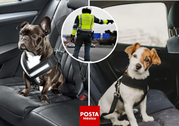 ¡Cuidado! Te puede costar caro si llevas a tu perro en el auto de esta forma
