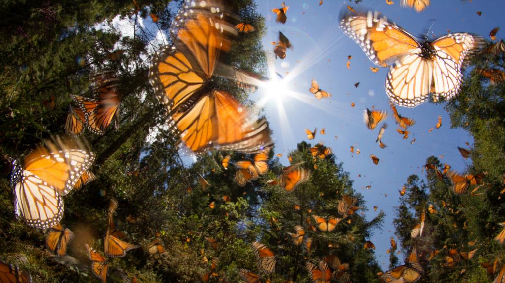 Acuña se prepara para la llegada de la Mariposa Monarca 