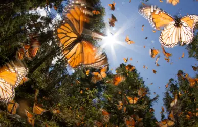 Acuña se prepara para la llegada de la Mariposa Monarca 