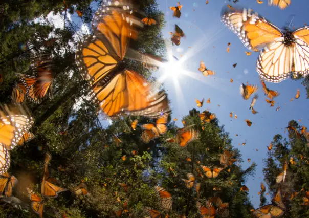 Acuña se prepara para la llegada de la Mariposa Monarca 