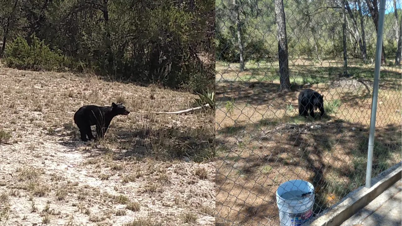 Rescate y reubicación de osos en Arteaga / Foto: Gobierno de Arteaga