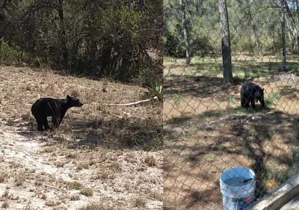 Arteaga destaca la importancia de conservar fauna en la Sierra