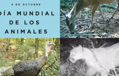 Celebra Chipinque el Día Mundial de los  Animales