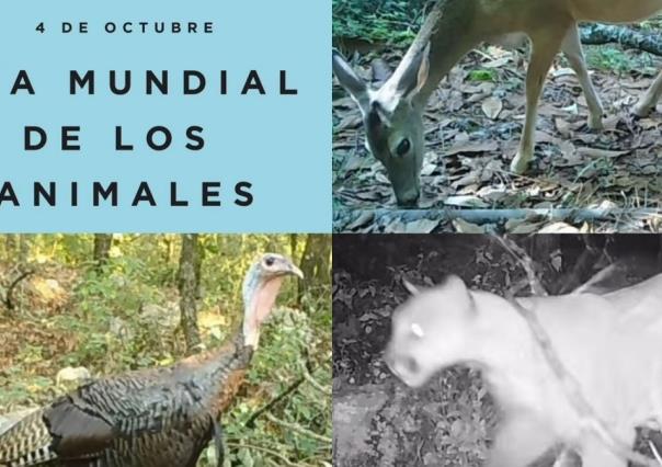 Celebra Chipinque el Día Mundial de los  Animales