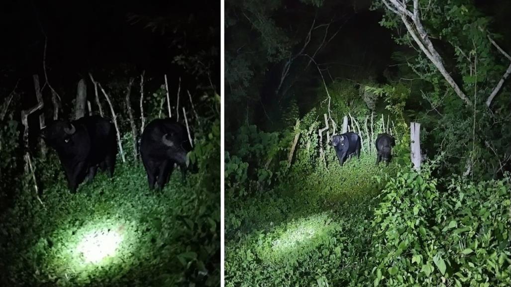 Búfalos sorprende a automovilista en la vía Conkal-Yaxkukul