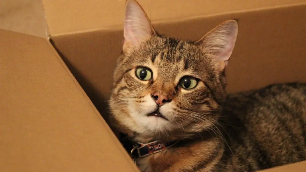 Como construir en casa el arenero perfecto para tu gato: paso a paso