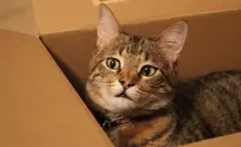 Como construir en casa el arenero perfecto para tu gato: paso a paso