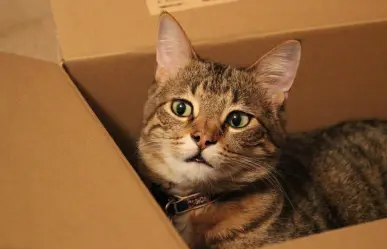 Como construir en casa el arenero perfecto para tu gato: paso a paso