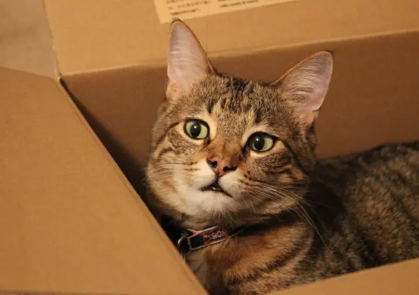 Como construir en casa el arenero perfecto para tu gato: paso a paso