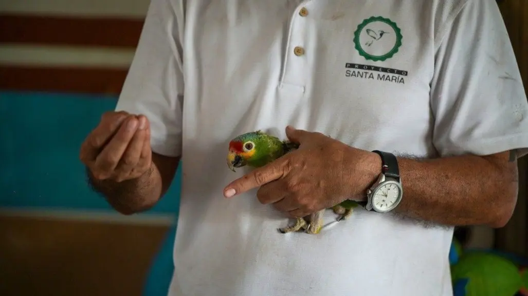 Huracán Milton obliga a evacuar más de 120 aves del Proyecto Santa María