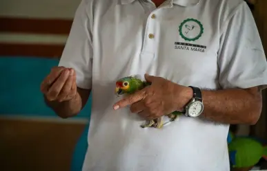 Huracán Milton obliga a evacuar más de 120 aves del Proyecto Santa María