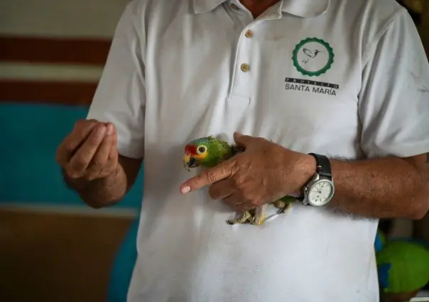 Huracán Milton obliga a evacuar más de 120 aves del Proyecto Santa María