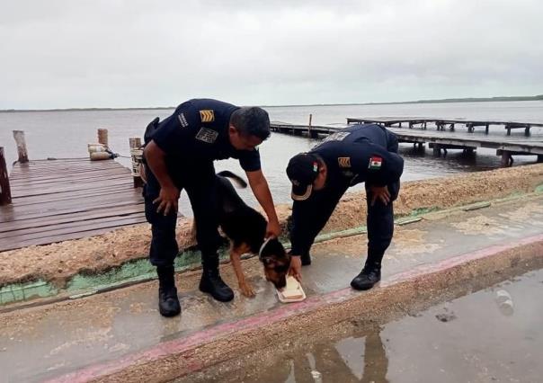 Rescatan a un perro en Río Lagartos tras el paso del huracán Milton