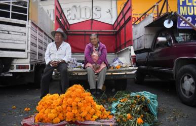 Flor de muerto peligra por torrencial que arrasa el cempasúchil en Puebla