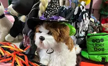 Halloween: estos son los mejores disfraces para tus mascotas Halloween: estos son los mejores disfraces para tus mascotas