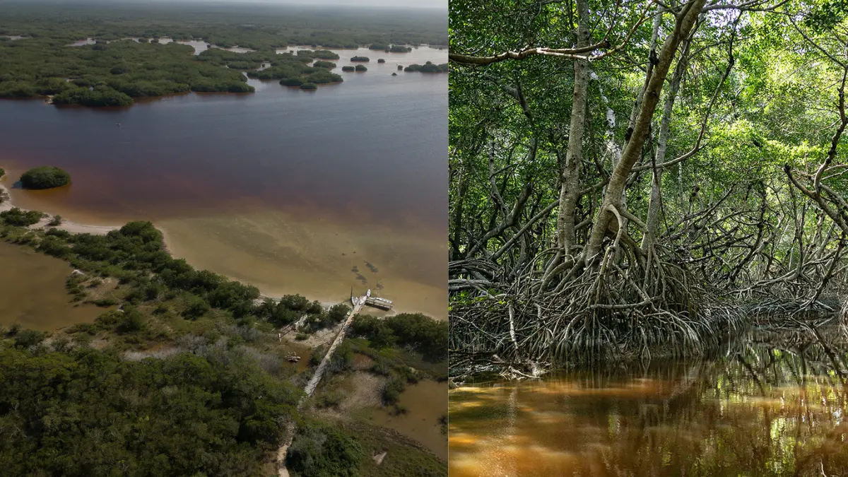 En la Península de Yucatán está el 60% de los manglares de todo el país Foto: Unesco/Yucatán Turismo