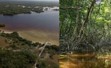 Manglares en Yucatán ¿Qué son y cómo protegen contra los huracanes?