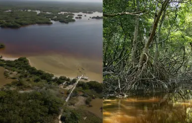 Manglares en Yucatán ¿Qué son y cómo protegen contra los huracanes?