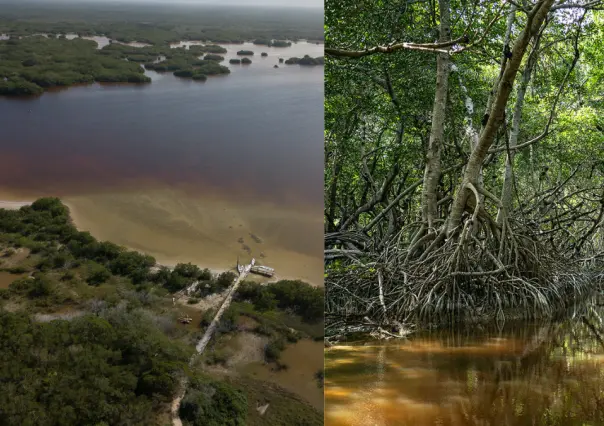 Manglares en Yucatán ¿Qué son y cómo protegen contra los huracanes?