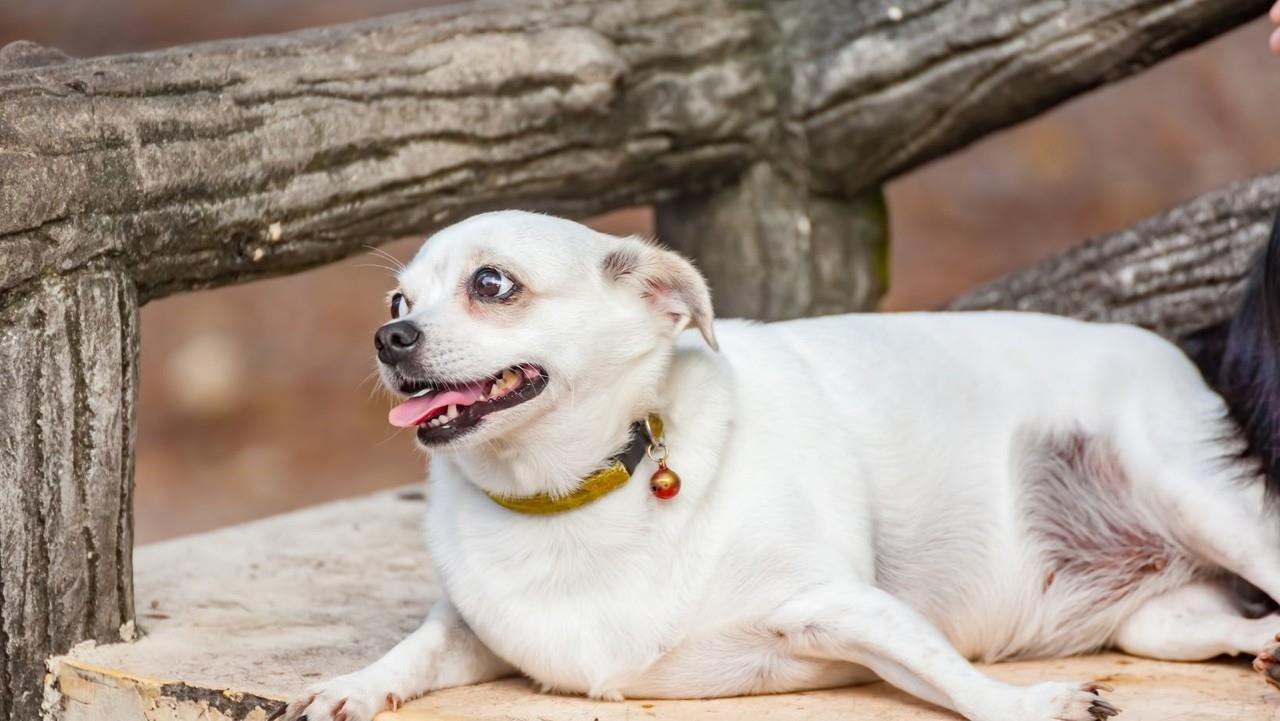 El sobrepeso en los perros puede condicionar su calidad de vida. (Fotografía: Canva)