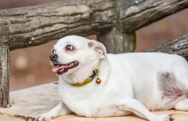 ¿Tu perro tiene sobrepeso? 3 claves para reconocerlo sin ir al veterinario