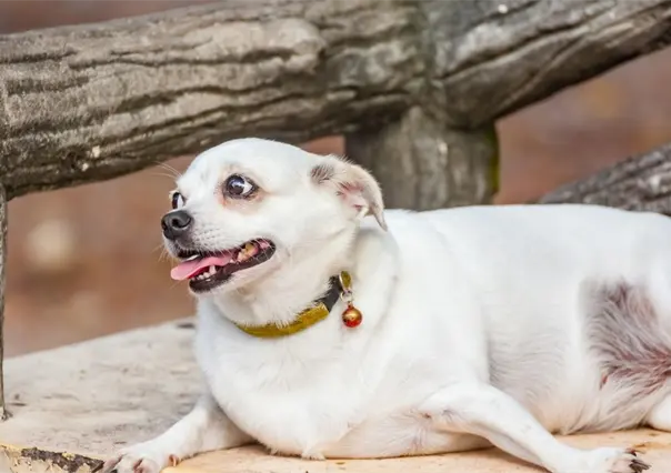 ¿Tu perro tiene sobrepeso? 3 claves para reconocerlo sin ir al veterinario