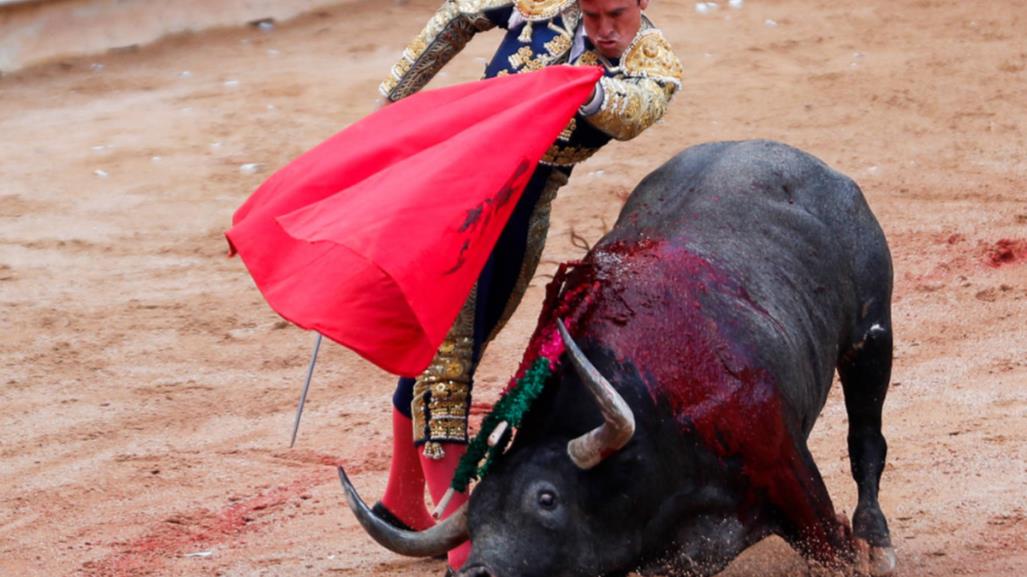 Van contra las corridas de toros en Tamaulipas, ¿tradición o tortura?