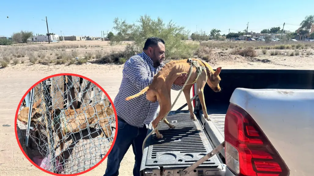 Perro víctima de maltrato es rescatado en Comondú