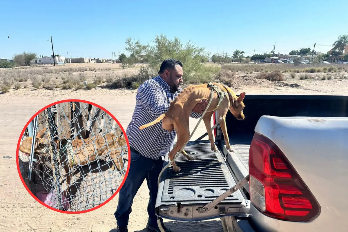 Rescatan perro maltratado en Comondú.