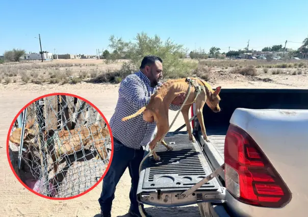 Perro víctima de maltrato es rescatado en Comondú