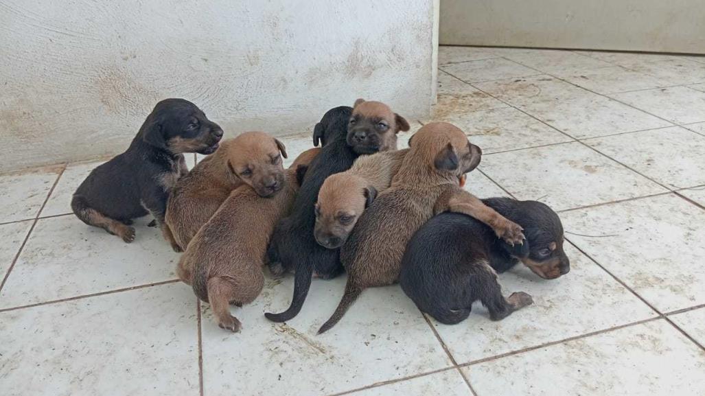 Una perrita y sus cachorros corren el riesgo de ser envenenados en Mérida