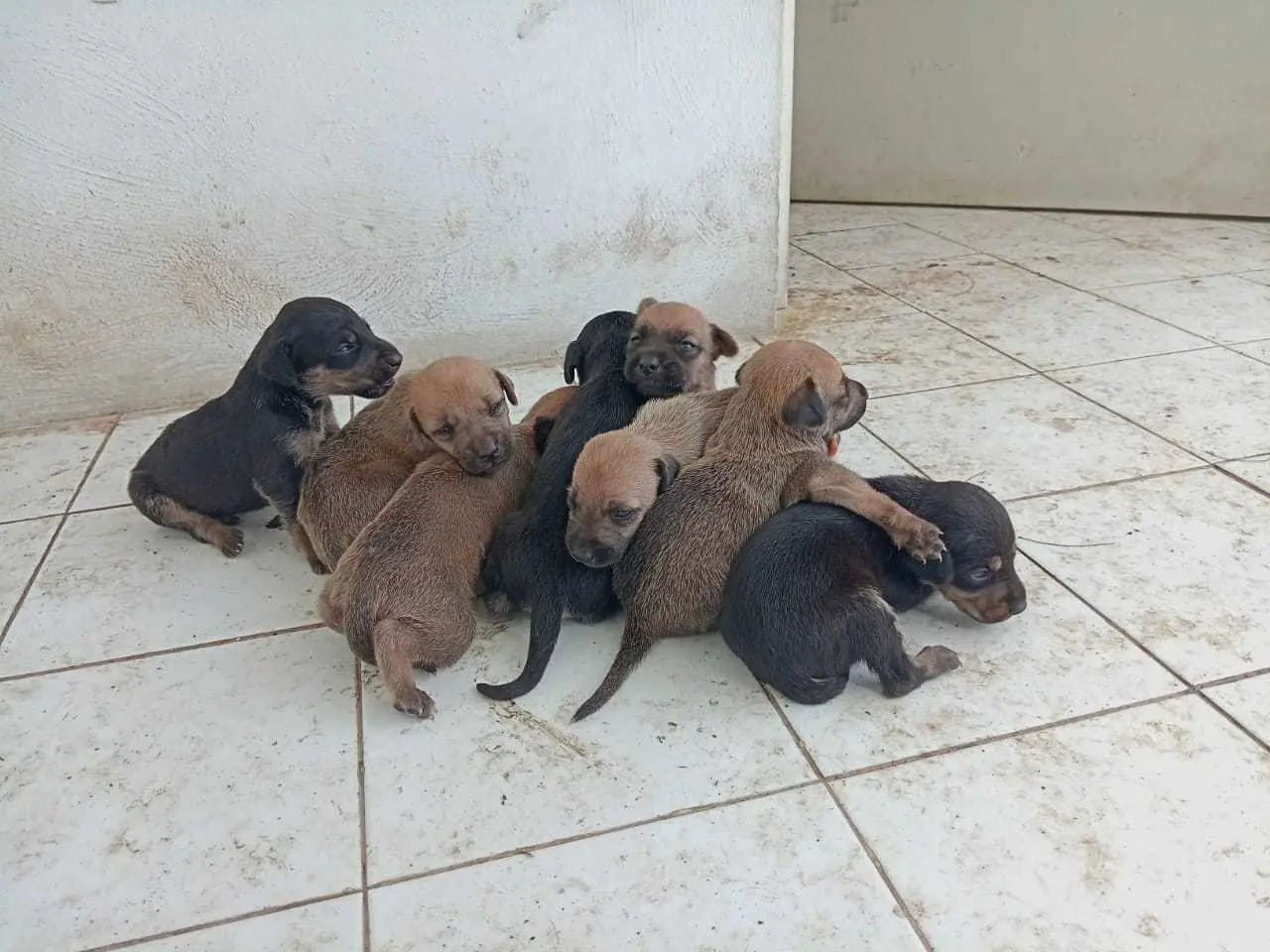 Una perrita y sus cachorros que se resguardan en una bodega corren el peligro de ser envenenados por el dueño del lugar, denunció un albergue.- Foto de Evolución A.C.